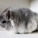 SE*Cosmo's Chinchilla